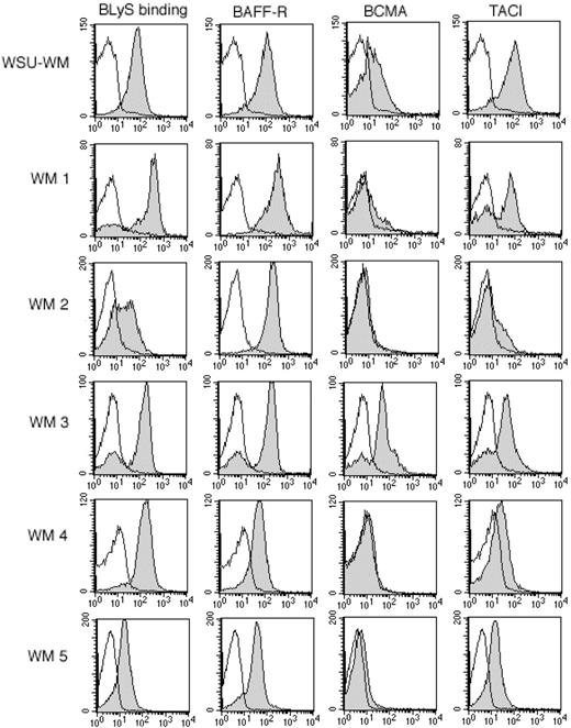 Figure 1. Expression of BAFF-R, BCMA, and TACI on WM cells. Tumor cells from the WM cell line (WSU-WM) and WM patients were stained with biotin-conjugated BLyS, anti-BAFF-R, anti-BCMA, or anti-TACI for 30 minutes at 4°C, then washed and incubated for 30 minutes with PE-streptavidin. Isotype and fluorochrome controls were done in parallel with each sample (white histograms). Gray histograms correspond to CD19+CD138+ cells from a representative example of each subtype. Results shown are from 5 representative WM samples, out of a total of 12 patient samples analyzed.