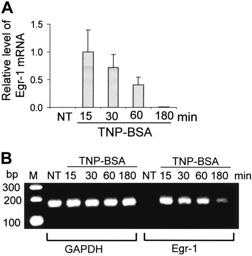 Figure 1. Expression of Egr-1 by mast cells after FcϵRI aggregation. (A-B) Mouse bone marrow–derived mast cells (BMMCs) were sensitized with anti-TNP IgE and stimulated with TNP-BSA (10 ng/mL) for 15, 30, 60, or 180 minutes. RNA isolated from these cells was reverse transcribed to cDNA and subjected to real-time quantitative PCR. Egr-1 expression was normalized to endogenous control GAPDH. The data are expressed as relative mRNA levels compared with the average expression level in BMMCs treated with TNP-BSA for 15 minutes (= 1) because at this time point Egr-1 showed the highest expression level. The PCR products were also separated by agarose gel and stained with ethidium bromide. Untreated BMMCs (NT) showed no Egr-1 expression, whereas TNP induced a rapid and transient expression of Egr-1. Error bars represent standard errors from 3 independent experiments.
