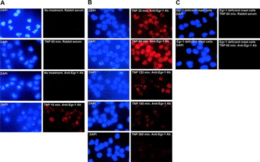 Figure 2. Immunofluorescence staining of Egr-1. After IgE sensitization, mouse BMMCs from wild-type mice or Egr-1–deficient mice were either left untreated (no treatment) or stimulated with TNP-BSA (10 ng/mL) for various times. Cells were fixed, permeabilized, and then stained with anti–Egr-1 Abs or control rabbit serum. Alexa 594–conjugated goat anti–rabbit IgG F(ab′)2 was used as a secondary Ab. DAPI staining was used to visualize the nucleus of the cells. TNP stimulation induced a transient expression of Egr-1, which is localized in the nucleus of the cells. As a control, no Egr-1 staining was observed in BMMCs from Egr-1–deficient mice. Original magnification, × 40. Immunolabeled specimens were mounted in DAPI containing Vectashield (Vector Laboratories, Burlingame, CA). Cells were examined using a fluorescence microscope (Nikon E600; Nikon, Tokyo, Japan) equipped with a DMX1200 camera and a CFI Plan-Fluor DDL 40 ×/0.75 objective lens. Images were processed using Adobe Photoshop 5.0 (Adobe Systems, San Jose, CA).