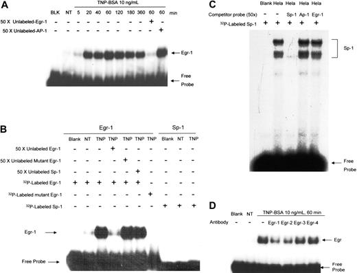 Figure 3. Stimulation of mast cells by FcϵRI aggregation induces Egr-1 but not Sp-1 activation. (A) Mouse BMMCs were sensitized with anti-TNP IgE and stimulated with TNP-BSA (10 ng/mL) for various times. Nuclear proteins were isolated and subjected to EMSA analysis (see “Materials and methods”) using 32P-labeled Egr-1– or Sp-1–specific probes. BLK indicates blank, no nuclear proteins were added; NT, no treatment, nuclear proteins were isolated from BMMCs without TNP stimulation. Numbers indicated are minutes after TNP stimulation; nuclear proteins were isolated from BMMCs after the indicated times following TNP stimulation. Fifty times concentrated unlabeled Egr-1 oligonucleotide was used to compete with 32P-labeled Egr-1 oligonucleotide, whereas 50 × concentrated unlabeled AP-1 oligonucleotide was used as a nonspecific control probe. (B) Nuclear proteins from TNP-BSA (10 ng/mL, 60 minutes) treated BMMCs (TNP) or from untreated BMMCs (NT) were subjected to DNA probe competition experiment using unlabeled probes or 32P-labeled mutant probes to demonstrate specific Egr-1 binding. No Sp-1 binding was observed in TNP-stimulated BMMCs. (C) As a control, nuclear extracts from HeLa cells (Promega) were subjected to EMSA using 32P-labeled Sp-1 oligonucleotide. 32P-labeled Sp-1 binding was blocked by unlabeled Sp-1 probe, but not by unlabeled Egr-1 or AP-1 probes (50 ×). (D) Antibody blockade of the DNA-protein complex formation. Nuclear proteins from TNP-BSA (10 ng/mL, 60 minutes) treated BMMCs or from untreated BMMCs (NT) were incubated with or without specific antibodies to Egr-1, Egr-2, Egr-3, or Egr-4 for 2 hours on ice before EMSA experiment using 32P-labeled Egr-1 oligonucleotide.