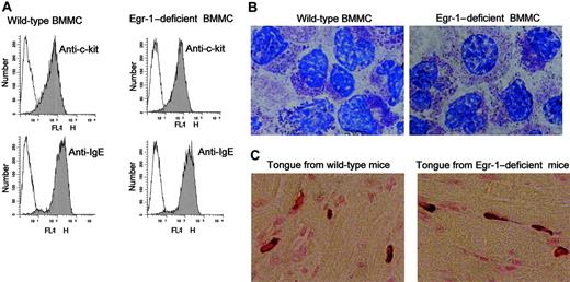 Figure 4. No effect of Egr-1 deficiency on mast-cell maturation was observed. Bone marrow cells from wild-type mice or Egr-1–deficient mice were cultured in conditioned media in vitro for 5 weeks and examined by flow cytometry for c-kit and IgE receptor expression (A) or by toluidine blue staining (B) Original magnification, × 100. Egr-1–deficient or wild-type mast cells express similar levels of c-kit and IgE receptor and show similar levels of granulation. (C) Tongue tissues from wild-type mice or Egr-1–deficient mice were fixed and stained by Alcian blue for mast cells. Similar metachromatic staining between wild-type and Egr-1–deficient tissues was observed. Original magnification, × 40. Specimens were viewed on a Nikon Eclipse E600 microscope equipped with a DMX1200 camera, a CFI Plan-Fluor DDL 100 ×/1.30 oil-immersion objective lens (B), and a DDL 40 ×/0.75 objective lens (C). Acquisition was performed with Nikon ACT-1 software version 2.20. Images were processed using Adobe Photoshop 5.0.