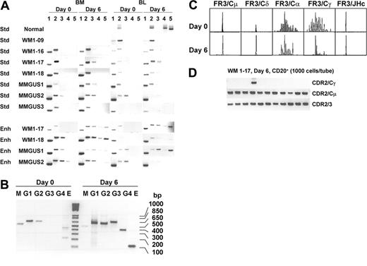 Figure 5. CD40L/IL-4 activated clonal isotype expression in healthy donor, WM, and IgM MGUS cells. Clonal isotype transcripts were determined by RT-PCR using standard (Std) or enhanced (Enh) amplification protocol (A). Day 0, unstimulated; day 6, after stimulation; CDR2/CDR3 (lane 1), CDR2/Cμ (lane 2), CDR2/Cδ (lane 3), CDR2/Cα (lane 4), and CDR2/Cγ (lane 5). In normal control, lanes 1 and 3 are not determined and CDR2 is replaced by FR1c. In WM1-09, CDR2 is replaced by CDR3R. Representative results of germline transcript up-regulation after CD40L/IL-4 activation are shown in panel B. The primers (sense/antisense) and expected size of PCR products are as follows: M, sIμ/asCμ, 537 bp; G1, sIγ1/2/asCγ1, 603 bp; G2, sIγ1/2/asCγ2, 597 bp; G3, sIγ3/asCγ3, 670 bp; G4, sIγ4/asCγ4, 411 bp; E, sIϵ/asCϵ, 125 bp. CDR3 repertoire analysis of WM1-17 was conducted for B cells expressing each isotype (FR3/Cμ, FR3/Cδ, FR3/Cα, and FR3/Cγ) and total B cells (FR3/JHc) (C). IgM (CDR2/Cμ), IgG (CDR2/Cγ), and total clonal frequency (CDR2/CDR3) was analyzed in poststimulated CD20+ cells of WM1-17 (D).