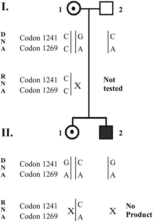 Figure 5. Pedigree of the family with a summary of the results. The observed alleles obtained from genomic DNA or from the RT-PCR products are shown as vertical lines, labeled with C, A, or G for the corresponding polymorphisms at codons 1241 and 1269 (nucleotides 3780 and 3864, respectively). A given allele that was present in DNA, but not observed in the RT-PCR product, is indicated by X.