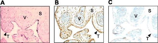 Figure 5. Immunohistochemical localization of endogenous placental HCII. Formalin-fixed sections were stained with hematoxylin and eosin (A) or immunostained with anti-HCII antibody (B) or nonimmune purified IgG (C). V indicates vessel; S, stroma; and T (arrowheads), syncytiotrophoblast layer. Original magnification, 400 ×.