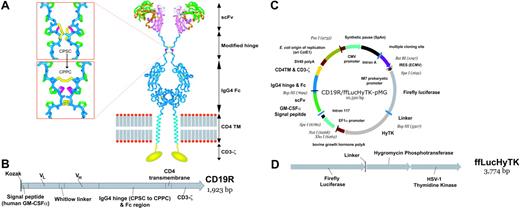 Figure 1. Schematics of CD19-specific chimeric immunoreceptor and DNA plasmid coexpressing CD19R and trifunctional reporter gene. (A) Ribbon-model of the CD19-specific chimeric immunoreceptor (CD19R) shown dimerized on the cell surface. CD19R is composed of murine scFv (coupled using the Whitlow linker71), a modified serine → proline (CPSC changed to CPPC,72 single-letter amino acid code) human Fc region, human CD4 transmembrane (TM) region, and human CD3-ζ domain. Coloring: pink = VH; green = VL; orange = CDR loops; white = Whitlow linker (GSTSGSGKPGSGEGSTKG); dark blue = hinge/Fc; light blue = transmembrane helix; yellow = CD3-ζ chain (schematic); red/gray = lipid bilayer (schematic); yellow sticks = disulfides; magenta = second proline in CPPC sequence. Boxes show stick models of CPSC to CPPC amino acid change in the modified IgG4 hinge region. Computer modeling demonstrates that substitution of serine with proline at position 241 (Kabat numbering system)73 in the IgG4 hinge region creates a molecule predisposed to interchain disulfide bridging, whereas the native hinge is predisposed to intrachain disulfide bond formation. In the top panel the flexible serine in the sequence CPSC allows intrachain disulfides to form, thus preventing covalent bonding of heavy chain pairs. In the bottom panel the rigid proline in CPPC prevents the cysteines in the mutant IgG4 hinge from forming intrachain bonds, thus favoring covalent bonding of heavy chain pairs. Coloring: dark blue = backbone atoms; green = proline side chains; magenta = serine wild-type (top panel) or proline mutation (bottom panel); yellow = disulfide-bonded cysteines. (B) Schematic of fusion gene of CD19R showing component parts. (C) Schematic of DNA plasmid CD19R/ffLucHyTK-pMG to expresses CD19R gene under control of human elongation factor (EF) 1α promoter and ffLucHyTK gene under control of the human cytomegalovirus (CMV) major immediate early promoter. This plasmid is similar to the clinical vector CD19R/HyTK-pMG, with the exception in the clinical vector the IRES element was deleted, intron A was reduced, and a 20-base pair sequence was deleted 5′ to the IM7 prokaryotic promoter. Selected restriction enzyme sites are shown. (D) Schematic of fusion gene composed of firefly luciferase linked via amino acid (linker = QLISGANGV) to hygromycin phosphotransferase and thymidine kinase (predicted molecular weight of ∼137 kDa).