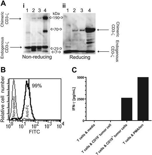 Figure 2. Expression of CD19-specific chimeric immunoreceptor in UCB-derived T cells leads to CD19-dependent cytokine production. (A) Western blot of lysates of lane 1 unmodified Jurkat cells, lanes 2 and 3 two UCB-derived T-cell clones genetically modified with the plasmids CD19R/ffLucHyTK-pMG and CD19R/HyTK-pMG, respectively, and lane 4 CD19R+ Jurkat cell under nonreducing (i) and reducing (ii) conditions and stained with mAb specific for CD3-ζ. (B) Flow cytometry staining of UCB-derived CD8+ genetically modified T-cell clone with goat-derived polyclonal FITC-conjugated Fc-specific antibody (bold line) and nonspecific control antibody. (C) CD19-specific activation of genetically modified UCB-derived T cells for IFN-γ cytokine production. As a positive control, UCB-derived T cells were stimulated in CM with PMA (10 ng/mL) and ionomycin (1 μM). Background cytokine production was determined from T cells incubated in CM. IFN-γ was measured by CBA after 12 hours of culture.