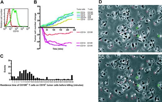 Figure 5. Video time-lapse microscopy to evaluate tumor-cell killing by UCB-derived T cells. (A) Relative binding of human CD19-specific mAb by flow cytometry expression of truncated CD19 on parental U251T (red) and transfected U251T (green), compared with isotype-matched mAb binding to transfected U251T (dashed black line). The CD19 expression of transfected cells was 87% as measured by Overton analysis (FCS Express Version 2; De Novo Software, Ontario, Canada). These tumor cells were used in the VTLM studies described for panel B. (B) Net change in number of adherent tumor cells over time (240 minutes, 960 frames) cocultured with UCB-derived T cells. Tumor-cell divisions were observed in all experimental conditions (CD19R± T cells cocultured with CD19± tumor cells). Killing of tumor cells, represented by a net decrement in the number of tumor cells (below the x-axis), was only observed in flasks of CD19R+ T cells cocultured with CD19+ tumor cells. The data were compiled from 3 video time-lapse sequences acquired with the combination of CD8+ CD19R+ T-cell clone and CD19+ tumor cells, and 5 video time-lapse sequences were acquired of negative controls (parental CD19– tumor cells and CD8+ UCB derived T-cell clone that did (CD19R+) and did not (CD19R–) express the chimeric immunoreceptor). (C) Histogram of residence time (minutes) of CD8+ CD19-specific T-cell clone on CD19+ tumor cell before a CD19+ U251T tumor-killing event was recorded. Two-minute bins were used, and 145 T-cell contact events were evaluated. (D) VTLM of UCB-derived CD19R+ T cells cocultured with CD19+ tumor cells. Two images are shown (at 0 and 55 minutes). Red “k” indicates killing event, green “d” indicates cell division. Online material includes a movie (Video S1) of the VTLM (at 1 × and 2 × magnification) showing the coculture of CD19-specific T cells with CD19+ tumor cells over 120 minutes (part I) and first 60 minutes (part II).
