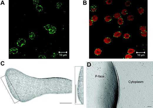 Figure 1. Evidence of eNOS protein in human RBCs. eNOS was detected in RBCs from healthy volunteers using immunofluorescence confocal microscopy (A-B), standard thin-section and immunogold cryosection (C), and freeze-fracture electron microscopy (D). (A-B) Every single RBC stains positive for eNOS (FITC labeled, green; A), shown via double-staining with an RBC-specific antibody (glycophorin A, PE labeled, red; B; n = 3). (C-D) Higher spatial-resolution confirms these results and labels eNOS in the cytoplasm and in the plasma membrane with 2 independent preparation techniques (n = 5). The concentration of eNOS label is lower in the cytoplasm than in the P-face of the plasma membrane. Bars indicate (C and inset) 1 μm; (D) 0.2 μm.