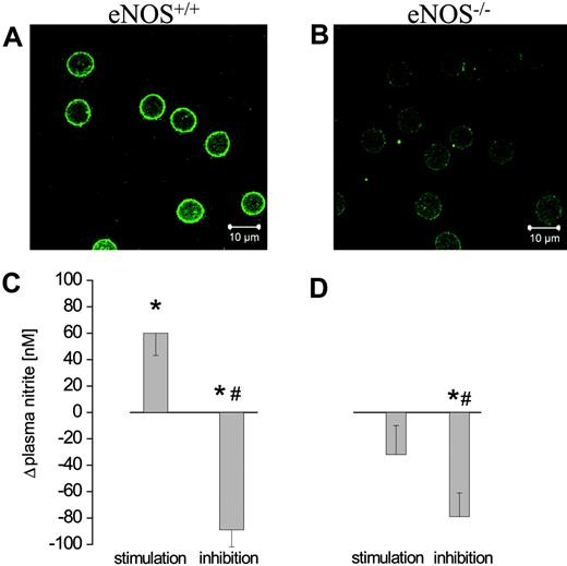 Figure 7. Proof of eNOS-type NOS in a transgenic mouse model. (A) RBCs in blood samples from WT mice exhibited positive staining for eNOS. (B) Negative staining of RBCs was observed in blood samples derived from eNOS-/- mice (n = 3). l-arginine-induced changes in accumulated nitrite concentration in blood confirm the activity of (C) RBC-NOS in WT mice but not in (D) eNOS-/- mice. *Significant difference from control. #Significant difference from l-NNA.