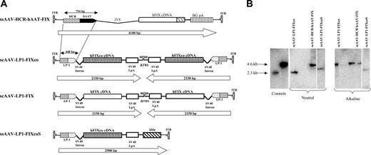 Figure 1. Construction and characterization of scAAV vectors. (A) Structure of rAAV hFIX vectors. Each vector is shown schematically as it is packaged in the virion, with scAAV vectors shown as dimers. ssAAV-HCR-hAAT-FIX consists of the human apolipoprotein E/C-I gene locus control region (HCR) and the human α1 antitrypsin promoter (hAAT), a chicken β actin/rabbit β globin composite intron (IVS), 1.6-kb human FIX cDNA (hFIX), and a bovine growth hormone polyadenylation signal (BGpA) flanked by the AAV internal terminal repeats (ITRs shown as hairpin loop). Self-complementary scAAV-LP1-hFIXco vector containing the LP1 promoter consisting of core liver-specific elements from HCR (base pairs 134 to 442 of GenBank record HSU32510) and hAAT (base pairs 1747 to 2001 of GenBank record K02212), modified SV40 small t antigen intron (base pairs 4644 to 4552 of GenBank record J02400), codon-optimized hFIX (hFIXco), and SV40 late polyA (SV40 LpA; base pairs 2600 to 2733 of GenBank record J02400), and a deleted 3′ trs (Δtrs). scAAV-LP1-hFIX contains the wild-type human FIX cDNA from which the 3′ untranslated region has been deleted (ΔhFIX) instead of hFIXco. ssAAV-LP1-hFIXcoS has intact 5′ and 3′ ITR and in addition contains 760 bp noncoding stuffer sequence from the β-lactamase (Δbla). (B) Characterization of ss and scAAV2/8 viral particles. Viral particles were electrophoresed on a 1% neutral or alkaline agarose gel, Southern blotted, and hybridized with a vector-specific probe. The controls consisted of approximately 4.6- and 2.3-kbp fragments that were derived from ssAAV HCR-hAAT FIX and scAAV LP1-hFIXco plasmids cut with a double cutter, which cuts outside the ITR regions. The scAAV genome migrated with the 4.6-kb marker on the alkaline agarose gel and 2.3-kb marker on neutral gel, while the migration pattern of ssAAV vectors of differing size on these 2 gels did not change.