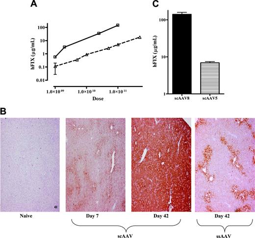 Figure 2. Influence of genomic configuration and capsid proteins on transduction efficiency. (A) Plasma hFIX levels at 6 weeks after tail-vein administration of varying doses of ssAAV2/8-HCR-hAAT-FIX (▵, n = 4/dose) and scAAV2/8-LP1-hFIXco (□, n = 4/dose). Results are depicted as average together with the standard error of the mean (error bars are not visible at some time points because of the log scale). (B) Representative results of immunohistochemical staining for hFIX at 7 days and 42 days (middle 2 panels) after tail-vein administration of 1 × 1011 scAAV2/8-LP1-hFIXco compared with naive liver (far-left panel) from a control animal. The far-right panel shows hFIX expression in hepatocytes at 42 days after tail-vein administration of 1 × 1011 ssAAV2/8 vector. Magnification is × 40. (C) Influence of AAV capsid proteins on scAAV-LP1-hFIXco–mediated-hFIX expression. Plasma hFIX levels assessed at 4 weeks after tail-vein administration of 1 × 1011 vg of either scAAV2/8-LP1-hFIXco (n = 4) or scAAV2/5-LP1-hFIXco (n = 4). Results are depicted as the average together with the standard error of the mean.