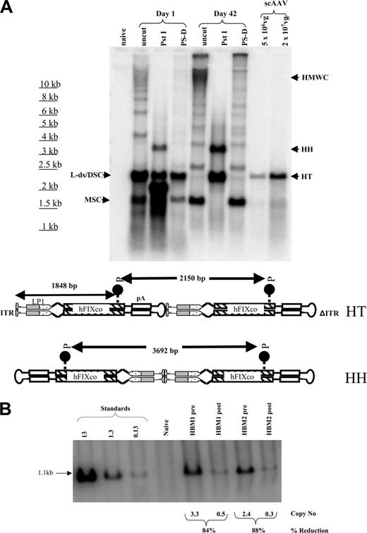 Figure 4. Molecular configuration of scAAV genome in murine liver. (A) Southern analysis of modified Hirt DNA extracted from the liver of a subset of mice at day 1 or 42. Approximately 15 μg DNA from each time point was electrophoresed uncut (uncut), or following digestion with single cutters (PstI) or plasmid safe DNase (PS-D). Shown are bands representing monomeric supercoiled circular (MSC) or dimeric supercoiled circular (DSC), ds-linear (L-ds), or high-molecular-weight concatamers (HMWCs) in the head-tail (HT) and head-to-head (HH) formation. For comparison, 5 × 106 and 2 × 107 purified vector particles were loaded directly on the gel after denaturation (last 2 lanes). Bottom panel is a schematic representation of dimeric scAAV-LP1-hFIXco in the HT (top) and HH (bottom) configuration together with the sites of cleavage by PstI. (B) Southern blot analysis of liver DNA isolated before and after partial hepatectomy at 16 and 20 weeks, respectively, after tail-vein administration of 1 × 1010 scAAV2/8-LP1-hFIXco vector particles into 129/sv HB mice (HBM1 and 2). Each lane contains 10 μg DNA digested with EcoRI and PstI, which releases a 1.1-kb fragment. Proviral copy number (shown at the bottom) was deduced from standards, which consisted of serial dilutions of vector DNA (0.13 to 13 copies) in 10 μg negative genomic DNA.