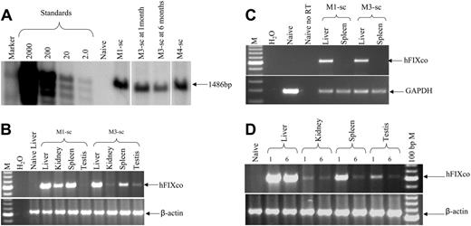 Figure 7. Molecular analysis in rhesus macaques. (A) Southern blot analysis of DNA (10 μg) derived from liver biopsy specimens from monkeys M1-sc and M4-sc 1 month after liver-targeted delivery of 1 × 1012 vg/kg scAAV2/8-LP1-hFIXco and scAAV2/5-LP1-hFIXco, respectively, or at 1 and 6 months after administration of 4 × 1011 vg/kg scAAV2/8-LP1-hFIXco in M3-sc. After digestion with BsrDI, the released 1486-bp fragment was probed with an LP1-specific probe. (B) Limited biodistribution analysis. Genomic DNA (top panel) isolated at 1 month from the indicated organs following liver-targeted administration of either 1 × 1012 vg/kg or 4 × 1011 vg/kg scAAV2/8-LP1-hFIXco into monkeys M1-sc or M3-sc, respectively, was subjected to PCR amplification using primers unique to hFIXco designed to amplify a 617-bp product. Integrity of DNA was determined by amplifying a 604-bp region of the rhesus β-actin gene and is shown at the bottom of this panel. (C) RT-PCR analysis of RNA extracted from the indicated organs following mesenteric-vein injection of either 1 × 1012 vg/kg or 4 × 1011 vg/kg scAAV2/8-LP1-hFIXco into monkeys M1-sc and M3-sc, respectively. RNA samples were amplified with (+) and without (–) RT to exclude genomic DNA amplification. Integrity of the RNA was determined by amplifying a 295-bp region of the rhesus GAPDH gene and is shown at the bottom of the panel. (D) Persistence of the scAAV transgene was assessed by subjecting genomic DNA (1 μg) isolated at 1 or 6 months from the indicated organs following liver-targeted administration of 4 × 1011 vg/kg scAAV2/8-LP1-hFIXco in monkey M3-sc to PCR using primers unique to hFIXco designed to amplify a 617-bp product. Integrity of DNA was determined by amplifying a 604-bp region of the rhesus β-actin gene and is shown at the bottom of the panel.