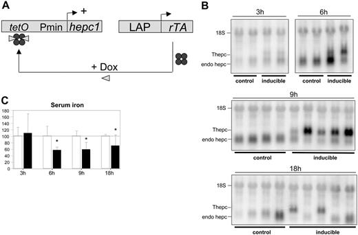 Figure 1. Development of mice expressing an inducible hepcidin transgene. (A) Schematic outline of the Tet ON regulatory system. The rTA protein acts as a strong transcriptional activator in the presence of doxycycline by binding to its cognate operator sequence (tetO). (B) Hepcidin mRNA levels in the livers of control mice and inducible mice (ie, double transgenic mice harboring both tetO-Hepc1 and rTALAP-1 transgenes), 3, 6, 9, or 18 hours after a single intraperitoneal injection of doxycycline. Total liver RNA (20 μg) was fractionated by electrophoresis, blotted, and hybridized with hepcidin and 18S-labeled probes. A typical experiment is shown. (C) Serum iron levels (μM) in animals injected with doxycycline 3, 6, 9, or 18 hours after treatment. Results are expressed relative to control serum iron (arbitrarily 100 ± standard deviation). Control animals, □; inducible mice, ▪. Statistical analysis was performed using Student t test (unpaired, 2 tailed): *P < .05, at least 3 animals. Thepc indicates transgenic hepcidin mRNA; endo hepc, endogenous hepcidin mRNA.