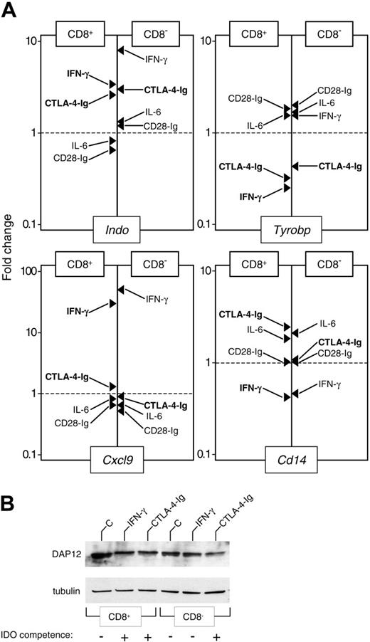 Figure 1. Down-regulation of DAP12 expression correlates with the acquisition of an IDO-competent phenotype by CD8+ and CD8- DCs. (A) Real-time PCR analysis of mRNA expression for IDO (Indo), DAP12 (Tyrobp), MIG (Cxcl9), and CD14 (Cd14). Purified CD8+ and CD8- DCs were incubated for 4 hours with medium alone or were treated with IFN-γ, IL-6, CTL0-4-Ig, or CD28-Ig, as specified in “Materials and methods.” mRNA levels were quantified by real-time PCR using Gapdh normalization. Data (means of duplicate samples in 1 of 2 experiments) are presented as normalized specific gene transcript expression in the samples relative to normalized transcript expression in the respective control cultures—that is, CD8+ or CD8- DCs maintained in control medium (fold change = 1; dotted line). Indicated in bold are treatments resulting in the acquisition of IDO competence in a specific DC subset. (B) Western blot analysis of DAP12 protein expression. Purified CD8+ and CD8- DCs were incubated overnight with medium alone (C), IFN-γ, or CTL0-4-Ig. DC lysates were resolved on SDS-PAGE. DAP12 expression was investigated with a specific antibody reagent. Loading controls consisted of samples reprobed with tubulin-specific antibody. Results are from 1 of 2 representative experiments.