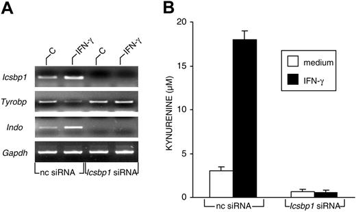 Figure 3. Expression of ICSBP/IRF-8 is required for the acquisition of IDO competence in murine CD8+ DCs. (A) RT-PCR analysis of Icsbp1, Tyrobp, and Indo gene expression in CD8+ DCs first treated with negative control (nc) or Icsbp1 siRNA for 24 hours and then incubated with medium alone (C) or IFN-γ for 4 hours. cDNA levels were normalized against the Gapdh gene. Results are from 1 of 3 representative experiments. (B) Kynurenine levels in supernatants of CD8+ DCs first subjected to siRNA treatment as in panel A and then incubated overnight with medium alone or IFN-γ. Results (mean ± SD) are from 1 of 3 representative experiments.