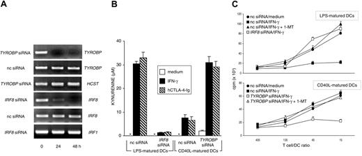 Figure 4. Expression of IRF8 and TYROBP regulate the acquisition and loss of IDO competence in human DCs. (A) RT-PCR analysis of IRF8 and TYROBP gene expression in human DCs matured with LPS (IRF8 analysis) or CD40L (TYROBP), both treated with gene-specific siRNA for different times. Control cells were treated with negative control siRNA (nc siRNA). HCST (coding for human DAP10) and IRF1 gene expression was assayed as specificity control for TYROBP and IRF8 siRNA, respectively. (B) Kynurenine levels in supernatants of human DCs subjected to treatment with nc or gene-specific (indicated) siRNA for 24 hours, followed by overnight incubation with medium alone, IFN-γ, or hCTL0-4-Ig. LPS-matured DCs (IDO+ DCs) were subjected to IRF8 gene silencing, whereas CD40L-matured DCs (IDO- DCs) were subjected to TYROBP gene silencing. Results (mean ± SD) are from 1 of 2 representative experiments. (C) Proliferative response of human CD4+ T lymphocytes in response to allogeneic DCs at 4 days. MLR was established with T lymphocytes purified from allogeneic donors and DCs subjected to siRNA treatment as in panel B, followed by overnight incubation with medium alone or hIFN-γ. Cocultures were also established in the presence of 20 μM 1-MT. Results are expressed as mean cpm ± SD in 1 of 3 representative experiments. Radiolabel incorporation by DCs or T cells cultured alone was less than 1000 and less than 3000 cpm, respectively, and these values were not affected by the addition of 1-MT.