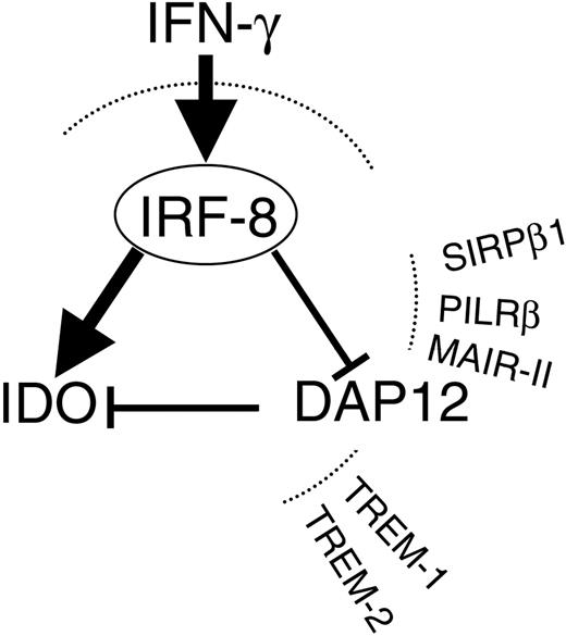Figure 5. Schematic representation of how IFN-γ may affect IDO expression through modulation of IRF-8 and DAP12. In murine and human DCs, IFN-γ will act on IRF-8 to enhance IDO and to decrease DAP12, which basally opposes IDO expression. Also depicted are the activating receptors typically associated with DAP12 in DCs.