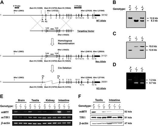 Figure 1. Targeted disruption of the mouse melanotransferrin (MTf) gene. (A) Targeting strategy used for deletion of mouse MTf exons 2, 3, and 4 and reversal of part (443 bp) of the MTf promoter region and the translation initiation codon. The genomic structure of the wild-type MTf allele is shown at the top depicting the promoter region, 16 exons, and intervening introns. Primers used for identification of the wild-type allele are denoted P1 and P2, and fragments used for Southern analysis are denoted as the 5′ and 3′ probes. The targeting construct is shown below the wild-type allele. In this construct, the 1.4-kb BamHI fragment containing exon 1, intron 1, and part of the promoter region is reversed. After homologous recombination, the neomycin resistance (neor) targeted allele contains an additional NheI restriction enzyme site introduced with the neor gene cassette (Neo allele). In the Neo allele, exons 2, 3, and 4 have been replaced with the neor gene cassette flanked by lox-P sites and exon 1 is reversed. The neo cassette was deleted from the genome by mating of MTf+/– males to B6-deleter females to obtain the knockout (KO) allele. The P3 and P4 primers detect the targeted allele. (B-F) Confirmation of MTf ablation in the mouse at the genomic DNA, mRNA, and protein levels. (B) Genotype identification by Southern blot analysis from mice containing the neor cassette. (C) Genotype identification by Southern blot analysis from mice where there has been cre-mediated deletion of the neor cassette. (D) Genotype identification by PCR analysis of mice with the cre-mediated deletion of the neor cassette. P1 and P2 primers detect a wild-type fragment of 1.2 kb (first lane). Primers P3 and P4 detect a fragment of 0.7 kb in the targeted knockout (KO) allele (second lane) and fragments of 0.7 and 1.2 kb in the MTf+/– mice (third lane). (E) RT-PCR of MTf and transferrin receptor 1 (TfR1) mRNA transcripts in MTf+/+, MTf+/–, and MTf–/– mice. (F) Western analysis of MTf and TfR1 in brain and testis from MTf+/+ and MTf–/– mice. Results are representative results in a typical experiment from 3 separate experiments.