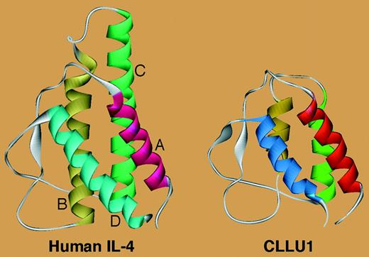Similarity between the CLLU1-encoded protein and IL-4. See the complete figure in the article beginning on page 2904.