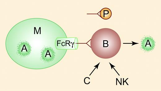 Rituximab (anti-CD20) induces B-cell apoptosis (A, right). The rapid response seen in some patients with ITP may reflect competition between clearance of antibody-coated B cells and antibody-coated platelets (P) by Fcγ receptors (cylinder) expressed on macrophages (M). Phagocytosis of anti-CD20 – coated B cells (A, left) may augment apoptosis mediated by complement (C) and natural killer (NK) cells (right). Illustration by Paulette Dennis.