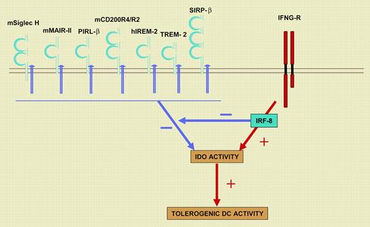 A balance between KARAP/DAP12- and IRF-8/ICSBP–dependent signals governs the tolerogenic DC potential. Cell-surface receptors that noncovalently associate with KARAP/DAP12 on DCs are indicated. h indicates human; m, mouse; Siglec H, Sialic acid–binding Ig-like lectin H; MAIR-II, myeloid-associated immunoglobulin-like receptor II; PIRL-β, paired immunoglobulin-like type 2 receptor β; IREM-2, immune receptor expressed on myeloid cells 2; TREM-2, triggering receptor expressed by myeloid cells 2; and SIRP-β, signal regulatory protein-β. Signals through KARAP/DAP12 antagonize IDO function and DC tolerogenic potential, whereas IFN-γ, through IRF-8/IBCSP, acts in an opposite manner and down-regulated KARAP/DAP12 transcription. IFNG-R indicates interferon-γ receptor.