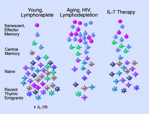 Kim and colleagues demonstrate that aging, like HIV, is associated with the accumulation of T cells expressing low levels of IL-7Rα. While this limits the portion of cells capable of responding to IL-7, diversification of the repertoire may still occur due to preferential expansion of T cells expressing higher levels of IL-7Rα remaining in the naive pool. Illustration by Marie Dauenheimer.