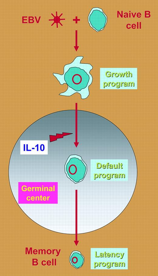 This figure shows how EBV uses different transcription programs to access and persist in memory B cells and how IL-10 may play a role in regulating the process.