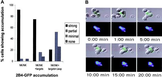 Figure 7. 2B4 localizes toward NK/NK interaction sites even in the presence of CD48-expressing targets. 2B4-GFP fusion protein is expressed in WT LAK cells, and the accumulation at the NK/NK interface was analyzed as described in “Materials and methods.” Briefly, for detection of NK-cell couples, cells in PBS with 10% FCS, 1 mM CaCl, and 0.5 mM MgCl were placed on an inverted epifluorescence microscope equipped with a Nikon Plan Apo 20 ×/0.75 air objective lens (Nikon, Melville, NY) and analyzed using videomicroscopy (Princeton Scientific MicroMax, Trenton, NJ). The Metamorph 6.6/6.0 imaging system was also used for analysis (Universal Imaging, Downingtown, PA). (A) The percentage of NK-cell/NK-cell couples showing 2B4-GFP interface accumulation is given. Briefly, 2B4-GFP accumulation, designated as strong, partial, minimal, or no accumulation in the figure, was classified as follows. Average 2B4-GFP fluorescence intensity of the area of 2B4 accumulation at a cellular interface was measured with Metamorph Software (Universal Imaging, Downingtown, PA). Strong accumulation at interface is greater than 40% of anywhere else in the cell. Partial accumulation is greater than 40% of the background but greater than anywhere else in the cell. Minimal is an interface accumulation of greater than 40% above background but less than another area of accumulation in the cell. Addition of all 4 patterns of accumulation equals 100%. NK/NK + targets indicates 2B4 accumulation at the NK-cell/NK-cell interface in a cell cluster where a particular NK cell also had a NK-cell/target-cell interface; Jasp, the presence of Jasplakinolide, which disrupts actin cytoskeleton. Twenty (on average 25) cell couples from at least 5 independent experiments were analyzed per condition. Statistical significance as determined with a Mann-Whitney U test was P < .005 between NK/NK or NK/NK+ targets and NK/NK + targets + Jasp. (B) A time-lapse video image of the 2B4-GFP distribution in a cell cluster of 3 NK cells (NK) and 3 target cells (T) as labeled in the first panel; productive NK-cell/NK-cell and NK-cell/target-cell interfaces are labeled in the top middle panel with arrows pointing at the center of the interfaces. The leftmost target cell only binds to the bottom of the cluster at 10:00 minutes. 2B4-GFP fluorescence intensity is shown as a differential interference contrast (DIC) image on top as well as the top-down projection of three-dimensional data in a false color scale (increasing from purple to red). As the punctuate 2B4-GFP distribution makes alignment of fluorescence and DIC images difficult, the 2B4-GFP fluorescence is also directly laid over the DIC image in a green intensity scale. At the bottom right of the bottom NK cell, 2B4-GFP is enclosed in a bright vesicle that is not continuous with the rest of the cell membrane. In the first 4 panels, the translocation of a 2B4-GFP cluster on the same NK cell (blue-green to yellow in the GFP intensity image) toward an NK-cell/NK-cell interface can be seen on the top of the cell. A minimal 2B4-GFP accumulation at the interface of the same NK cell with the bottom target cell can also be seen in the last 2 panels.