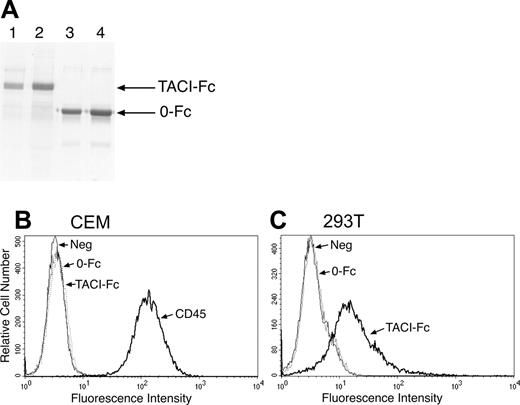 Figure 1. TACI-Fc binds specifically to 293T cells. (A) Recombinant proteins containing (TACI-Fc; lanes 1 and 2) or lacking (0-Fc; lanes 3 and 4) the extracellular domain of TACI fused to the Fc region of human IgG1 were purified as described in “Materials and methods.” Proteins were analyzed by SDS-PAGE and detected by Coomassie blue staining. (B) Cells were examined for expression of putative TACI ligands by incubation with TACI-Fc, the control protein 0-Fc, or an antibody to the CD45 molecule as a positive control. Antibody and Fc binding were detected by flow cytometry. Numerous cell lines tested, including CEM cells, did not bind TACI-Fc, whereas (C) 293T cells showed significant binding to TACI-Fc but not to 0-Fc.