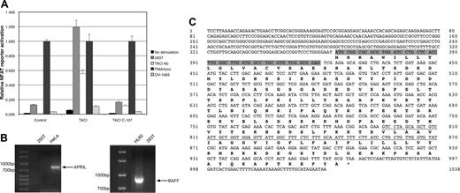 Figure 2. 293T cells activate TACI signaling in a coculture assay. (A) To detect functional activation by a ligand on 293T cells, TAg Jurkat T cells were transiently transfected with an NFAT-SEAP reporter plasmid and a plasmid directing expression of full-length TACI (TACI), a truncated version lacking the cytoplasmic tail (TACI C-107), or empty vector (control). Equal aliquots of the transfected cells were treated as indicated, with PMA and ionomycin, providing an indication of the maximal activity of the NFAT reporter. For coculture, transfected TAg Jurkat cells were layered onto previously seeded and washed wells containing growing 293T or OV-1063 cells. NFAT-specific SEAP activity was determined and expressed as a fraction of PMA- and ionomycin-induced activity. 293T cells and TACI antibody induced significant activation of NFAT only in cells transfected with full-length TACI expression plasmid. (B) 293T cells do not express either BAFF or APRIL. mRNA was prepared from 293T cells and from known positive cell lines (HeLa for APRIL and HL-60 for BAFF), and RT-PCR was performed as described in “Materials and methods.” 293T cells do not contain detectable mRNA levels of either APRIL (left panel) or BAFF (right panel). (C) A 293T expression library was screened for binding partners with TACI-Fc and revealed syndecan-2 as a candidate. The extent of our syndecan-2 clone is shown here, where the region encoding the signal sequence is highlighted and the area coding for the transmembrane domain is underlined.