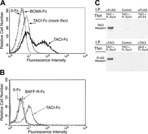 Figure 3. TACI-Fc binds to syndecan-2. (A-B) To verify that syndecan-2 was the interacting protein from the 293T library, TAg Jurkat cells were transiently transfected with an expression plasmid containing the syndecan-2 cDNA. Cells were stained with TACI-Fc, 0-Fc, BCMA-Fc (A), or BAFF-R-Fc (B), as indicated, and analyzed by flow cytometry. Some transfected cells bound to TACI-Fc, as shown by the right-shifted peak. Transient transfection does not deliver DNA to all cells in the culture; thus, some of the curve overlaps that of mock-transfected cells. (C) TACI coprecipitates with FLAG-tagged syndecan-2. 293T cells were transiently transfected with plasmids expressing TACI and FLAG epitope-tagged syndecan-2 (top and bottom panels, lanes 1 and 2), or TACI and the parent plasmid pFLEX (top, lane 3), or control plasmid pBJ5 and FLAG-tagged syndecan-2 (bottom, lane 3). Immunoprecipitations were carried out with antibodies specific for the FLAG epitope on syndecan-2 or for TACI, or control antibodies as indicated. Coprecipitated proteins were detected by Western blotting with TACI (top panel) or FLAG (bottom panel) antibodies.
