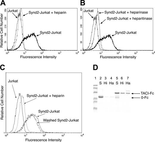 Figure 4. TACI-Fc binding requires the heparan sulfate side chains of syndecan-2. (A) Parental Jurkat cells and stable Synd2/Jurkat cells were assayed for their ability to bind TACI-Fc in the presence or absence of heparin (as indicated). Addition of heparin completely blocked binding to syndecan-2-expressing Jurkat cells. (B) Treatment of Synd2/Jurkat cells with the heparan sulfate-cleaving enzymes heparinase or heparitinase reduced the ability of cells to bind TACI-Fc. Curves shown in panels A and B were analyzed by flow cytometry in the same experiment but are shown in separate panels for clarity. Negative and positive control curves (Jurkat and Synd2/Jurkat) in panels A and B are the same data. (C) Syndecan-2 does not bind a TACI ligand noncovalently. Synd2/Jurkats were incubated with heparin and then washed extensively to remove heparin and any putative ligands that might have been bound to cell surface syndecan-2. Washed Synd2/Jurkat cells recover their ability to bind TACI-Fc. (D) TACI-Fc binds directly to immobilized heparin or heparan sulfate. 0-Fc (lanes 3 and 4) or TACI-Fc (lanes 6 and 7) were mixed with carbozone resin conjugated to heparin (Hi) or heparan sulfate (Ha). Unbound fusion proteins were removed by extensive washing. Immobilized recombinant protein was subsequently eluted with SDS and analyzed by SDS-PAGE followed by Coomassie blue staining. Lanes 2 and 5 (labeled “S”) indicate the input amount of 0-Fc or TACI-Fc.