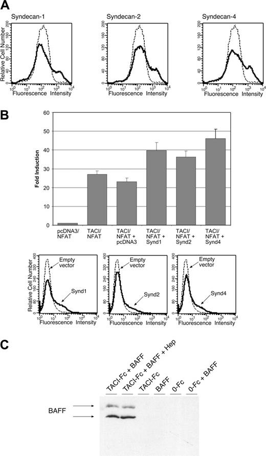 Figure 6. Syndecan-1 and syndecan-4 can also bind to and activate TACI. (A) TAg Jurkat cells were electroporated with either empty vector (broken line) or one of the indicated syndecan expression plasmids (solid line). Binding of TACI-Fc to syndecan-expressing cells was determined by flow cytometry. TACI-Fc binds to syndecans-1, -2, and -4 similarly. (B) TAg Jurkat cells were transiently transfected with empty vector plus NFAT reporter plasmid or a TACI cDNA with reporter plasmid, or with syndecan cDNAs. The TACI/NFAT cells were cocultured with either no stimulants, empty vector, or syndecan-expressing cells. Transfection of Jurkat cells with TACI/NFAT alone results in basal activation.40 Syndecan-1 and syndecan-4 activated NFAT-SEAP reporter similarly to syndecan-2. Expression of the syndecans in TAg Jurkat cells was verified by flow cytometry using heparan sulfate antibodies (bottom panel). (C) Heparin does not interfere with BAFF binding to TACI. TACI-Fc was incubated alone or with BAFF in the absence or presence of saturating levels of heparin (10 μg/mL). TACI-Fc was purified from solution by passage over protein A-Sepharose, and adsorbed BAFF eluted with SDS, and then detected by Western blotting. Recombinant BAFF migrates as 2 bands on SDS-PAGE, as indicated by arrows.