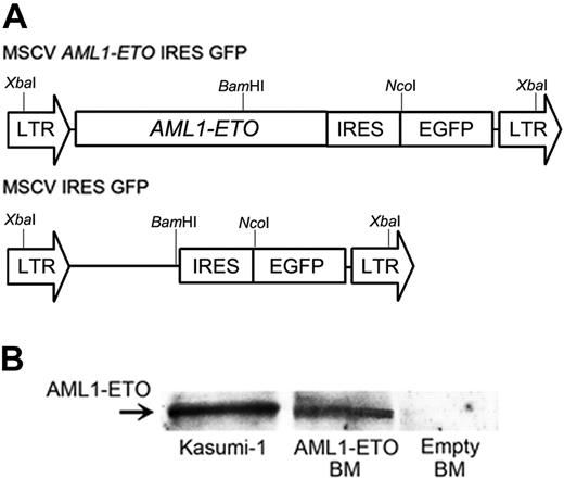 Figure 1. Retroviral transduction of AML1-ETO. (A) Schematic diagram of MSCV retroviral constructs (MSCV AML1-ETO IRES EGFP and MSCV IRES EGFP). XbaI, BamHI, and NcoI represent restriction enzyme sites. (B) Western blotting analysis for AML1-ETO expression. Lysates of FACS-sorted GFP-positive BM cells were examined for AML1-ETO fusion proteins by Western blotting analysis. AML1-ETO-expressing Kasumi-1 cells were used as a positive control.