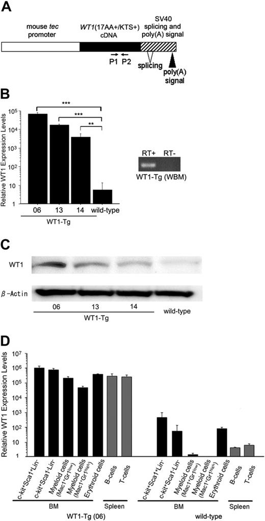 Figure 2. Generation of WT1-transgenic mice. (A) Schematic model of the injected fragment used for generating WT1-transgenic mice. P1 and P2 represent the primers used for real-time RT-PCR. Three independent founders gave rise to lines 06, 13, and 14. (B) WT1 expression levels in the whole BM cells from the WT1-transgenic mice and wild-type littermates were measured by real-time RT-PCR. The mean values ± SD of duplicate measurements from 3 mice are shown. **P < .005; ***P < .001. (C) Western blotting analysis of WT1 expression in the BM cells from the WT1-Tg and wild-type mice to confirm WT1 transgene expression. (D) WT1 expression levels in subpopulations of hematopoietic cells from the WT1-Tg and wild-type mice were measured by real-time RT-PCR. Relative WT1 expression level was defined as (copy number of the WT1 transcripts divided by that of β-actin transcripts) × 108. The mean values ± SD of duplicate measurements from 3 mice are shown.