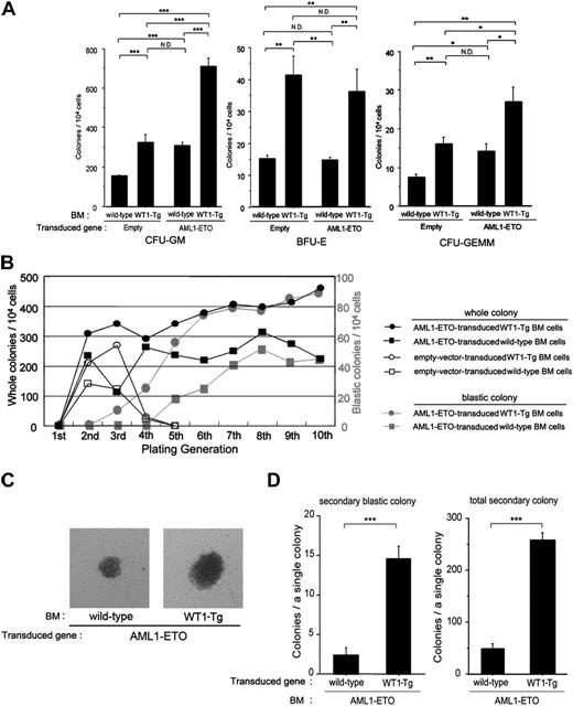 Figure 3. Coexpression of WT1 enhances colony-forming activity of AML1-ETO-expressing myeloid progenitors. (A) The number of first-generation colonies. The mean values ± SD of 5 independent assays for each group are shown. (B) Colony-replating assay. Empty-vector-transduced wild-type BM cells (□), empty-vector-transduced WT1-Tg BM cells (○), AML1-ETO-transduced wild-type BM cells (▪), AML1-ETO-transduced WT1-Tg BM cells (•). Gray squares and circles represent the numbers of blastic colonies in the AML1-ETO-transduced wild-type and WT1-Tg BM cell cultures, respectively. The mean values of 5 independent assays for each group are shown. (C) The eighth-generation blastic colonies from the AML1-ETO-transduced wild-type BM cells (left) and AML1-ETO-transduced WT1-Tg BM cells (right) are shown (original magnification, × 60). (D) The numbers of secondary colonies produced by a single blastic colony from the AML1-ETO-transduced wild-type BM cells and AML1-ETO-transduced WT1-Tg BM cells. Fifteen blastic colonies from each group were assayed and the mean values ± SD are shown. *P < .01; **P < .005; ***P < .001.