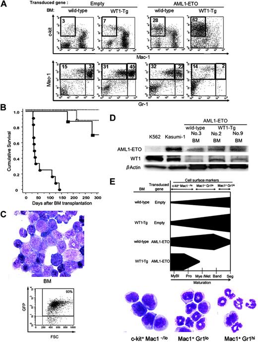 Figure 5. Transplantation assay of the AML1-ETO-transduced BM cells. (A) Flow cytometric analysis of the GFP-positive BM cells from mice that received a transplant of empty-vector-transduced wild-type BM cells (left), empty-vector-transduced WT1-Tg BM cells (second from left), AML1-ETO-transduced wild-type BM cells (second from right), and AML1-ETO-transduced WT1-Tg BM cells (right). (B) Kaplan-Meier plot showing survival of mice after BM transplantation. Empty-vector-transduced wild-type BM cells (no symbol, n = 6), empty-vector-transduced WT1-Tg BM cells (○, n = 8), AML1-ETO-transduced wild-type BM cells (▪,n = 8), and AML1-ETO-transduced WT1-Tg BM cells (•, n = 12). (C) May-Giemsa staining (top) and FACS analysis of GFP expression (bottom) of BM cells from the leukemic mice (original magnification, × 1000). (D) Western blotting analysis of AML1-ETO and WT1 expression. Lysates of the BM cells from the mice that received a transplant of AML1-ETO-transduced wild-type or WT1-Tg BM cells were examined. K562 and Kasmi-1 cells were used as positive controls for WT1 and AML1-ETO, respectively. (E) (Top) Schematic representation of myelopoiesis in the BM from mice that received a transplant of empty-vector-transduced wild-type BM cells, empty-vector-transduced WT1-Tg BM cells, AML1-ETO-transduced wild-type BM cells, and AML1-ETO-transduced WT1-Tg BM cells. (Bottom) May-Giemsa staining of FACS-sorted BM cells from mice that received a transplant of empty-vector-transduced wild-type BM cells. MyBl indicates myeloblasts; Pro, promyelocytes; Mye/Met, myelocytes and metamyelocytes; Band, band-formed neutrophils; and Seg, segment-formed neutrophils. (C,E) Images were visualized and acquired as described in Figure 4B.