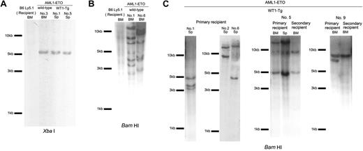 Figure 7. Proviral integration in leukemic mice. Southern hybridization analysis of genomic DNA from leukemic mice. All blots were hybridized with the IRES probe. (A) DNA was digested with XbaI, which has one recognition site within the LTRs of the MSCV AML1-ETO IRES GFP provirus. (B) The genomic DNA of BM cells from the mice that received a transplant of the AML1-ETO-transduced wild-type BM cells and wild-type C57BL/6 Ly5.1 recipient mice was digested with BamHI, which has one recognition site within the AML1-ETO gene of the MSCV AML1-ETO IRES GFP provirus. (C) The genomic DNA of BM and spleen cells from the primary leukemic mice and secondary recipients was digested with BamHI. BM indicates bone marrow cells; Sp, spleen cells.