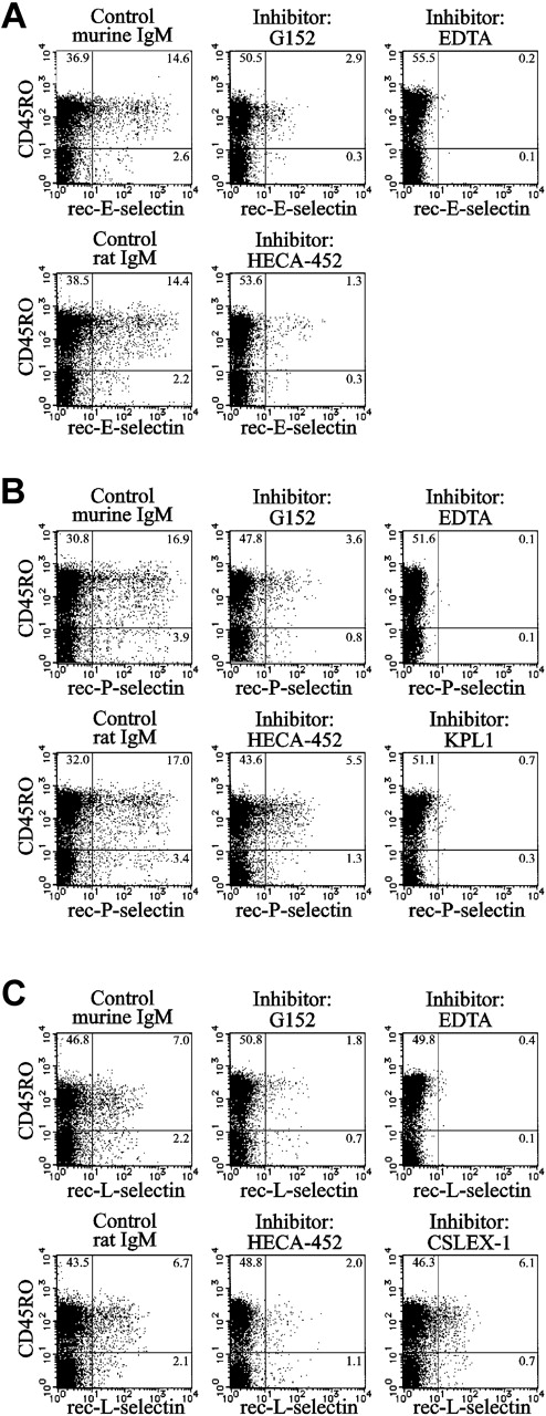 Figure 4. Selectin binding activity of sialyl 6-sulfo Lex expressed on helper memory T cells. Inhibition of the binding of recombinant E-selectin (A), P-selectin (B), or L-selectin (C) immunoglobulin to CD45RO+ cells by anti–sialyl 6-sulfo Lex (G152) or anti-CLA (HECA-452) antibody. Specific binding of recombinant selectin immunoglobulin was ascertained by the inhibition with EDTA. KPL1 is an anti–PSGL-1 antibody. Results of 4-color analyses using anti-CD3, anti-CD4, and anti-CD45RO antibodies and recombinant selectin immunoglobulin in the presence or absence of inhibitory antibodies. Two-dimensional distribution of recombinant selectin immunoglobulin staining with CD45RO on gated CD3+CD4+ T-cell population was plotted.