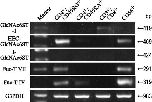 Figure 6. RT-PCR analyses of 6-sulfo- and fucosyl transferase mRNA in human peripheral lymphocyte subsets. Helper memory T (CD4+CD45RO+), helper naive T (CD4+CD45RA+), cytotoxic T (CD3+CD8+), and NK (CD3–CD56+) cells were sorted from peripheral blood and analyzed by RT-PCR using primers specific to 6-sulfo- and fucosyl transferases.