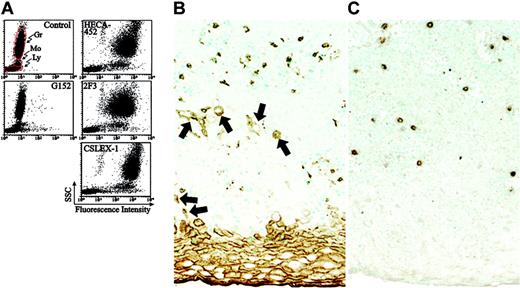 Figure 8. Expression of sialyl 6-sulfo Lex and related determinants on human peripheral leukocytes and in the skin. (A) Freshly isolated human peripheral leukocytes from a healthy donor were stained for sialyl 6-sulfo Lex (G152), CLA (HECA-452) variant sialyl Lex (2F3), and conventional sialyl Lex (CXLEX-1). Gr indicates granulocytes; Mo, monocytes; Ly, lymphocytes. (B-C) Distribution of CLA- and sialyl 6-sulfo Lex–positive lymphoid cells in the normal skin, as ascertained by immunohistochemistry. Note that HECA-452 (B) is reactive to keratinizing and parakeratinizing squamous epithelial cells (arrows) in addition to lymphoid cells, whereas sialyl 6-sulfo Lex is expressed only in lymphoid cells (C).