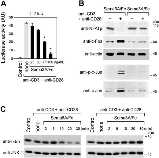 Figure 4. Sema-3A inhibited CD3 plus CD28-mediated IL-2 transcription and expression and transactivation of known IL-2 transcription factors. (A) Jurkat T cells were transiently transfected with the reporter construct pIL-2-luc (10 μg). Forty hours later, 5 × 105 cells per sample were cultured for 8 hours with either anti-CD3 + anti-CD28 alone or with increasing concentrations of recombinant human Sema-3A (Sema3A/Fc), and luciferase activity was measured. *P < .05 versus none, ANOVA, n = 4. Error bars indicate SEM. (B) Jurkat cells were cultured for 3 hours with anti-CD3 + anti-CD28 in the presence of Sema3A/Fc or Sema6A/Fc (100 ng/mL), whole-cell extracts were prepared, and expression of transcription factors was determined by immunoblotting with antibodies specific for NFATp, c-Fos, and actin. The whole-cell extracts was also immunoblotted using anti-phospho-c-Jun and anti-c-Jun antibodies. (C) Whole-cell extracts from Jurkat cells, treated as described in panel B for the indicated times, were prepared and immunoblotted with an anti-IκBα antibody and reprobed with an anti-JNK1 antibody to control for loading. Data are representative of 2 experiments.