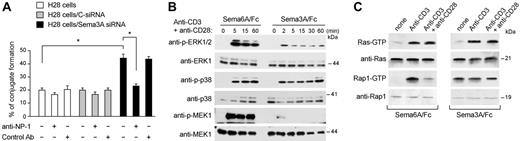 Figure 6. Sema-3A signaling. (A) H28 cells were transfected as described in Figure 5. Seventy-two hours from transfection, cells were incubated with T cells that had been prelabeled with the fluorescent dye hydroethidine. Heterotypic cell clustering was measured by flow cytometry. The involvement of NP-1 in heterotypic cell clustering was studied by preincubating labeled allogenic resting T cells with blocking NP-1 antibodies (T cells + anti-NP-1) or with nonblocking NP-1 antibody (T cells + Control Ab). *P < .05, ANOVA, n = 3. Error bars indicate SEM. (B) T cells were stimulated for the indicated time points with anti-CD3 + anti-CD28 in the presence of Sema3A/Fc or Sema6A/Fc (100 ng/mL). Cell lysates were then immunoblotted with antibodies against phosphorylated ERK1/2 (anti-p-ERK1/2), p38 MAPK (anti-p-38), or phosphorylated MEK1 (anti-p-MEK1). The blots were stripped and reprobed for total ERK1, p38, or MEK1. (C) Jurkat cells were stimulated with anti-CD3 alone or with anti-CD28 in the presence of Sema3A/Fc (right) or Sema6A/Fc (left) (100 ng/mL) for 10 minutes and lysed. GTP-bound Rap1 and H-ras were detected with pulldown assays by using immobilized GST fusion proteins of RalGDS-RBD and Raf-RBD as described in “Materials and methods.” Western blot of total cell lysates with anti-Ras and anti-Rap1 antibody is also shown. Data are representative of 3 experiments.