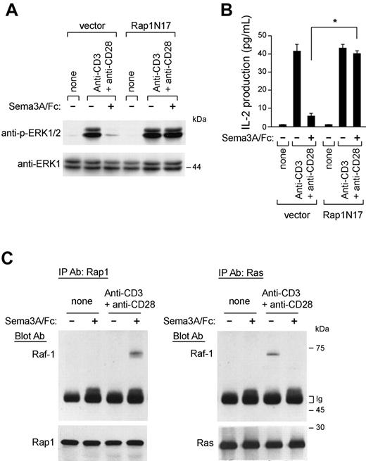 Figure 7. Rap1 mediates the immunoinhibitory effects of Sema-3A. (A-B) Jurkat T cells were transfected with an empty vector (pcDNA3.1) or a vector containing cDNA of a dominant-negative Rap1 (Rap1N17). Then, stable transfectants were stimulated with anti-CD3 + anti-CD28 in the absence or presence of Sema3A/Fc (100 ng/mL) for 10 minutes and lysed. Cell lysates were electrophoresed and blotted with anti-p-ERK1/2 antibody. The blots were stripped and reprobed for total ERK1 (A). After 24 hours, the supernatants were harvested for IL-2 measurement by ELISA. *P ≤ .05, ANOVA, n = 3. Error bars indicate SEM. (C) Control and anti-CD3 and anti-CD28-stimulated T cells (107 cells per test) were either untreated or treated with Sema3A/Fc (100 ng/mL) for 5 minutes, and the lysates were then prepared. Equivalent amounts of whole-cell lysates were either immunoprecipitated with anti-Ras antibody and immunoblotted with anti-Raf-1 antibody (right) or immunoprecipitated with anti-Rap-1 antibody and immunoblotted with anti-Raf-1 antibody (left). Western blot of immunoprecipitated cell lysates with anti-Rap1 and anti-Ras antibody is also shown. Data are representative of 3 experiments.