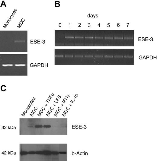 Figure 1. Epithelium-specific transcription factor ESE-3 is expressed in DCs. Untouched CD14+ peripheral-blood monocytes isolated by magnetic depletion and monocyte-derived DCs (MDCs) were analyzed for the expression of ESE-3 by RT-PCR using a gene-specific primer pair (A-B) and Western blotting of nuclear extracts using the ESE-3–specific monoclonal rat antibody 5A5.5 (C). For maturation of DCs, TNF-α, LPS, and IFN-γ were added to the cell cultures 24 hours before harvesting the cells. IL-10 was added from the first day of cell culture.