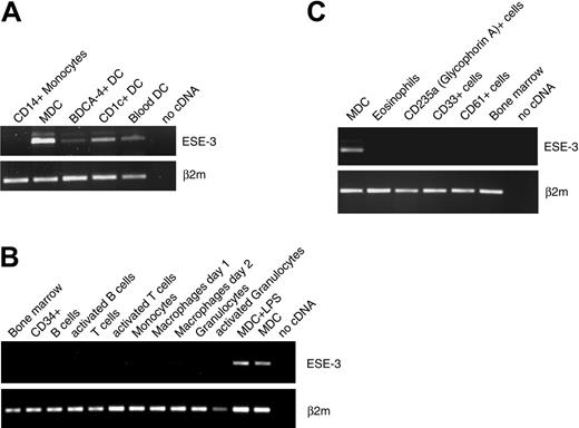 Figure 3. DCs are the only hematopoietic cells that express ESE-3. The expression of ESE-3 was analyzed by RT-PCR in (A) DC populations directly isolated from buffy coat preparations; in (B) bone marrow, isolated CD34+ peripheral-blood progenitor cells, and purified resting or activated B cells, T cells, and granulocytes, as well as macrophages; and in (C) eosinophils, erythroid cells (CD235a+), myeloid precursor cells (CD33+), and megakaryocytes (CD61+).