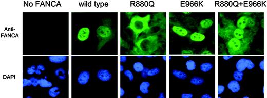 Figure 3. Subcellular localization of FANCA. Immunofluorescence in GM6914 cells retrovirally infected with constitutively expressed site-directed mutagenesis constructs. The R880Q mutation, but not the E966K mutation, prevents nuclear localization; both mutations in cis restore nuclear localization.