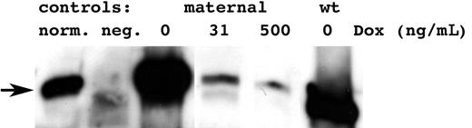 Figure 4. Doxycyclin-regulated FANCA expression. Western blot demonstrating repression of expression of FANCA in Dox-responsive clone D3–derived cell lines, with addition of 0 to 2000 ng/mL Dox to cells. Lanes: norm indicates endogenous level control, wild-type cell line; neg indicates clone D3 expressing empty vector as negative control; maternal indicates D3 cell line expressing FANCA maternal allele, at 0, 31, and 500 ng/mL Dox; and wt indicates D3 cell line expressing wild-type FANCA allele, no Dox. Arrow indicates FANCA in endogenous level lane.