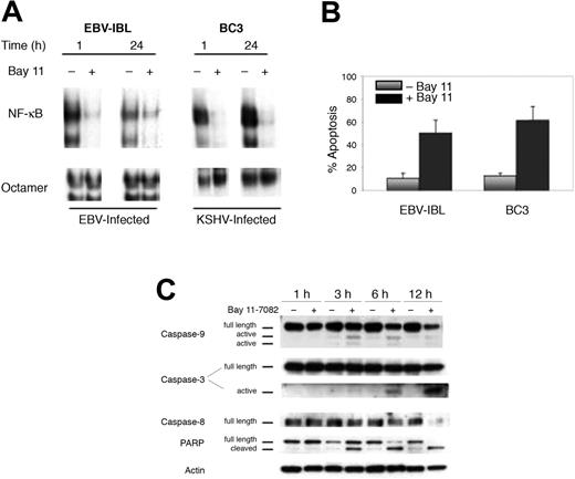 Figure 1. Induction of mitochondrial-mediated apoptosis in EBV- and KSHV-infected lymphoma cells after selective inhibition of NF-κB. (A) EBV-IBL and BC-3 cells were treated with 5 μM Bay 11 and assessed for NF-κB and octamer/DNA binding by EMSA. Nuclear proteins were extracted from cells 1 hour and 24 hours after treatment, and EMSA was performed using NF-κB or octamer-specific radiolabeled oligonucleotide probes. Cell lines demonstrated the inhibition of NF-κB throughout the 24-hour assay but no concomitant inhibition of octamer/DNA binding. (B) EBV-IBL and BC-3 cells were treated with Bay 11 and assessed for apoptosis after 24-hour treatment. For analysis, cells were labeled with FITC-conjugated Annexin-V at room temperature and were analyzed by flow cytometry. Reported results are the percentages of apoptosis cells from 4 independent experiments for untreated () and Bay 11-treated (▪) cells. Error bars represent SD. (C) EBV-IBL and BC-3 cells were cultured at 7.5 × 105 cells/mL and treated with Bay 11-7082 for 24 hours. After 1, 3, 6, and 12 hours, whole cell extracts were generated and evaluated for the expression of caspases 9, 3, and 8 and PARP by Western blot analyses. Antibodies for caspase 9 and 3 recognized the full-length and cleaved caspase isoforms, which are indicated. Antibody for caspase 8 detected only the full-length or procaspase isoform, so activation was assessed by attenuated detection of the full-length protein. After initial probe, blots were stripped and reprobed with an actin control. Results shown are for BC-3 but are representative of both cell types in terms of caspase activation pattern and timing.